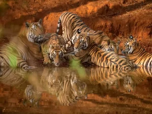 Read more about the article Bandhavgarh National Park