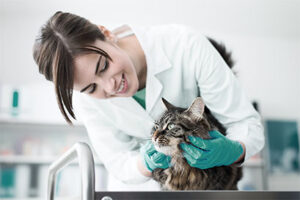 Read more about the article Boulevard Animal Hospital