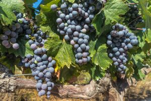 Read more about the article Wine sampling in The Beautiful Grape plantations of Bordeaux, France